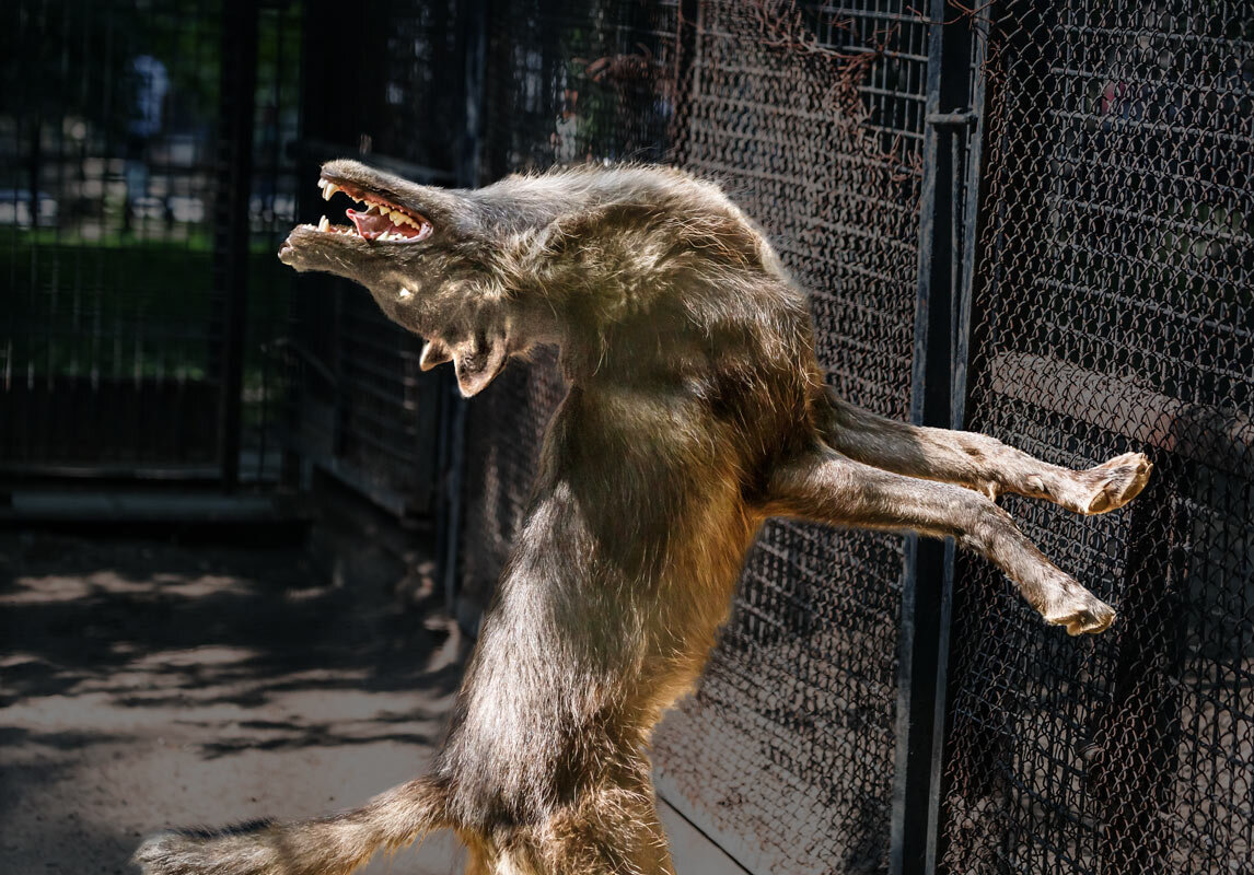 Свободу волкам! - SanSan 