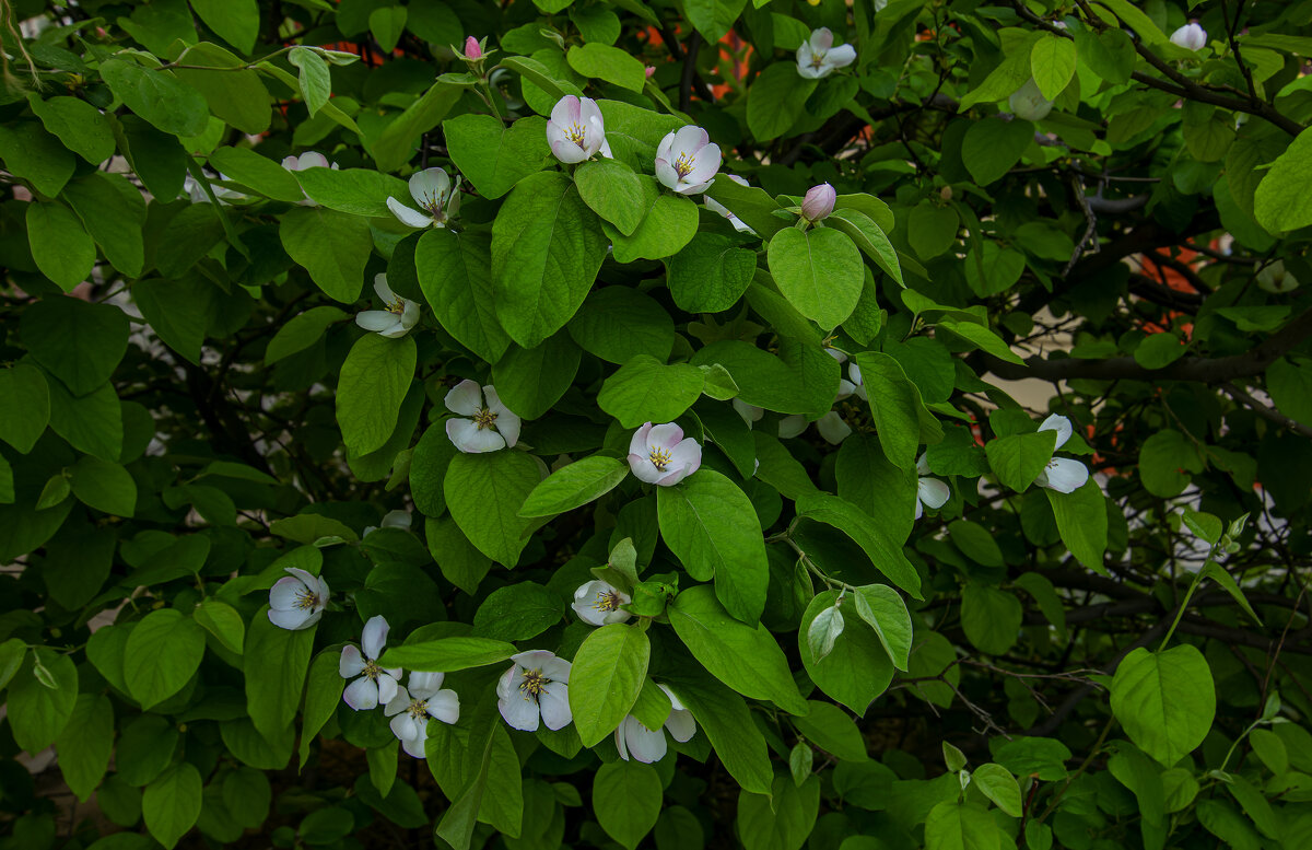Айва - Анатолий Чикчирный