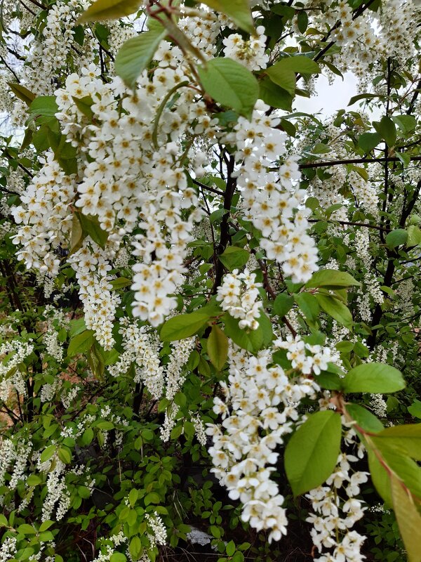 Весна идёт, весне дорогу! - Галина Минчук