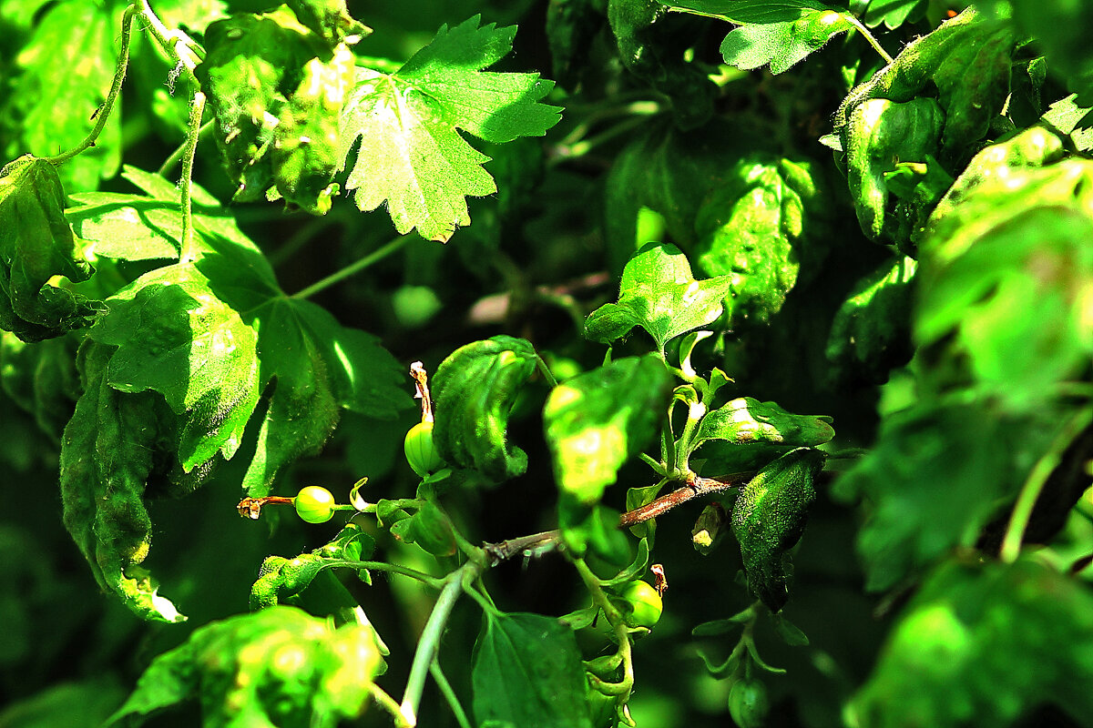 Смородина. Чёрная. - Юрий Гайворонскiий Смородина. Чёрная. - Юрий Гайворонскiий