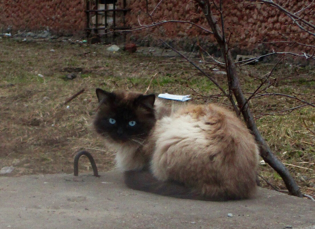 Голубоглазик - Сергей Уткин Голубоглазик - Сергей Уткин