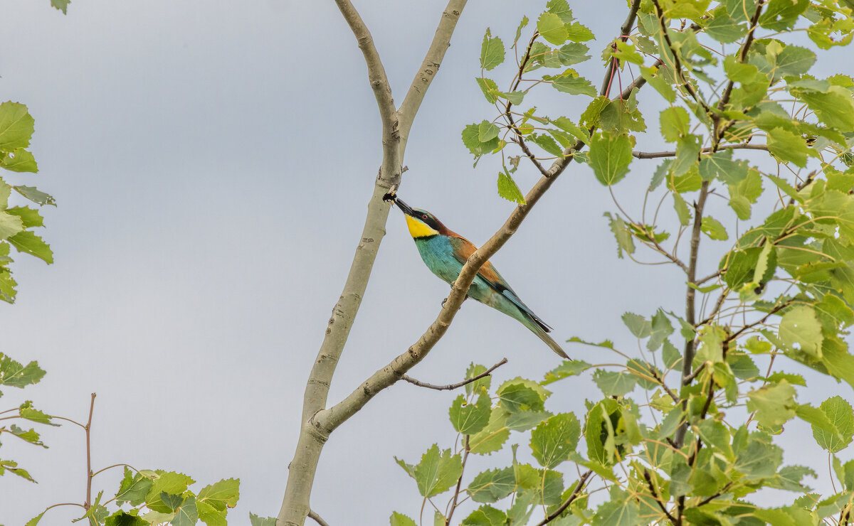 золотистые щурки - юрий макаров