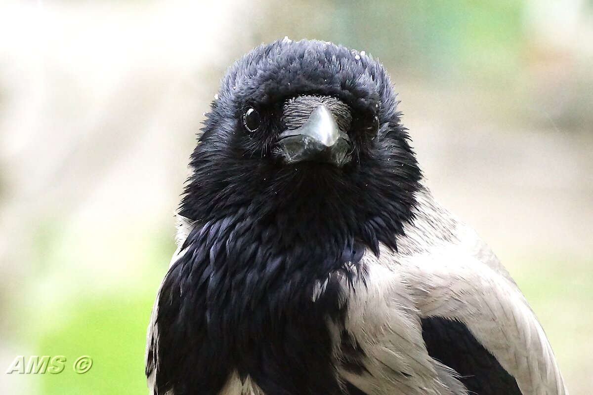 Нюрочка - Нюшечка - kolyeretka Нюрочка - Нюшечка - kolyeretka