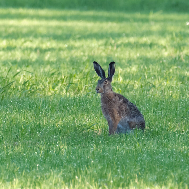 Зайка - Александр 