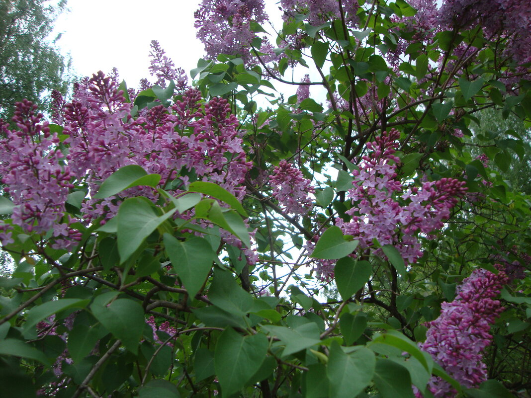 Лиловый запах сирени... - Галина Флора Лиловый запах сирени... - Галина Флора