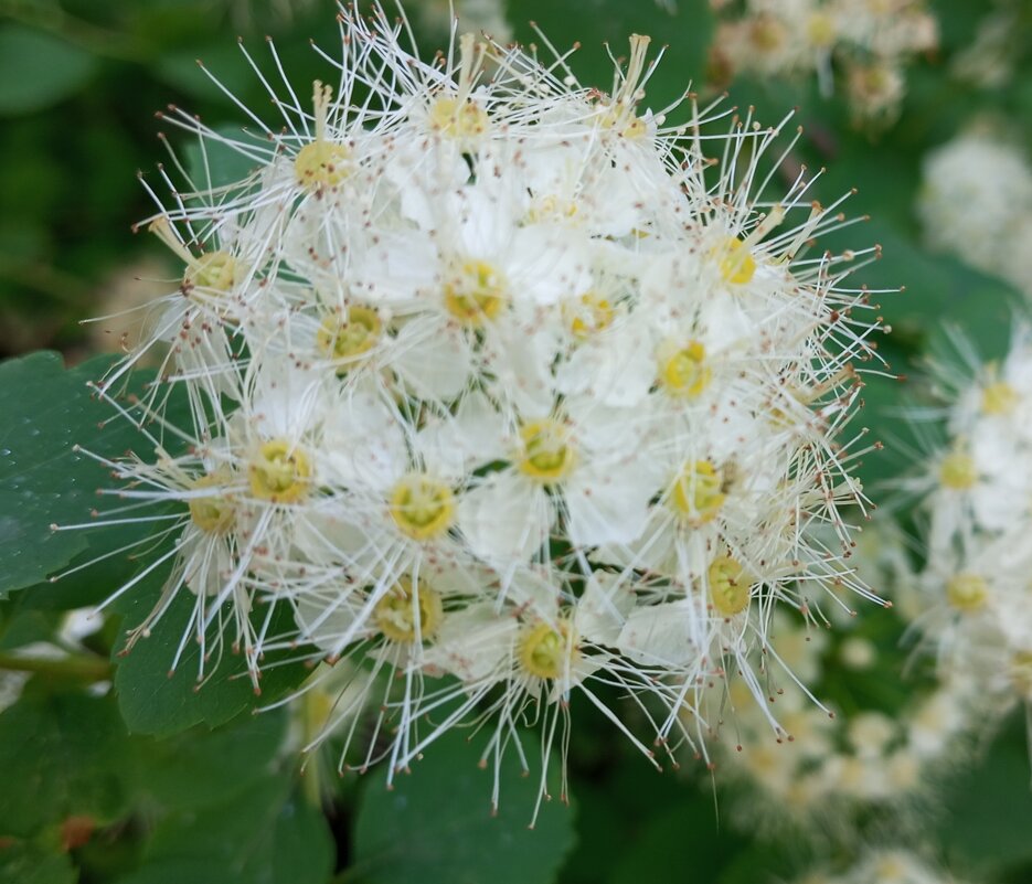 Спирея - Елена Семигина