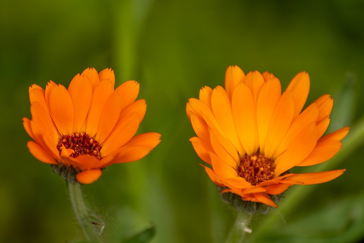 Календула - Игорь Сикорский Календула - Игорь Сикорский