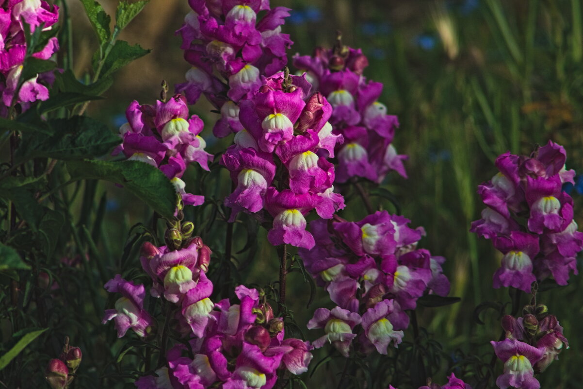 Львиный зев - Giant Tao /