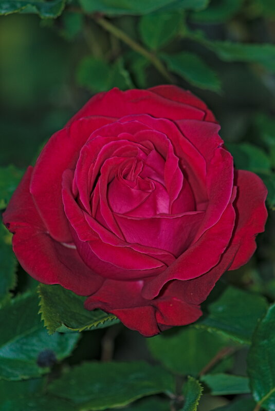 Роза - Giant Tao /