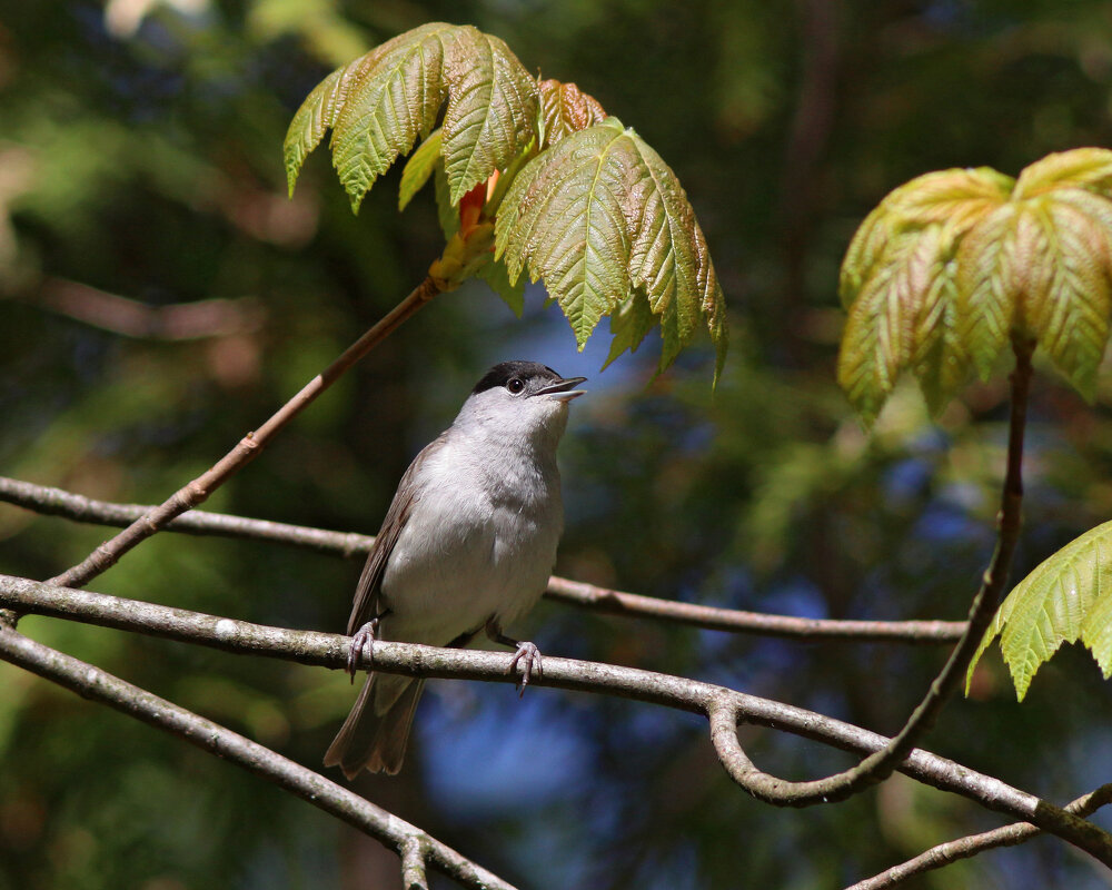 Слушайте без остановки песню черноголовки - Георгий Бондаренко Слушайте без остановки песню черноголовки - Георгий Бондаренко