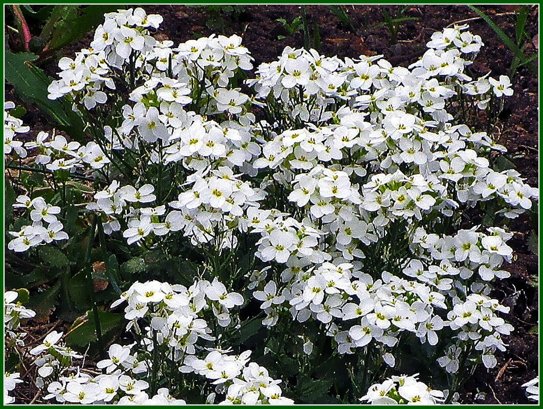 Арабис альпийский - Ольга Довженко