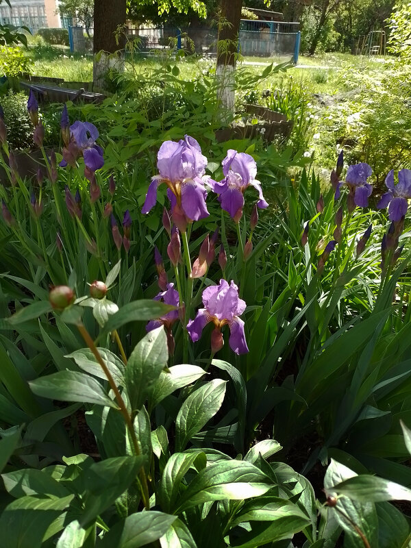 *** - Валентина Береснева