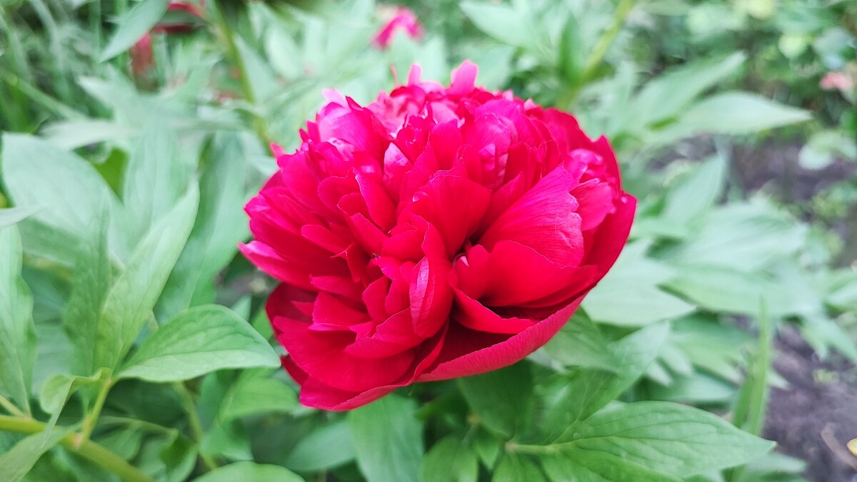 ,,, - Сергей Тимоновский