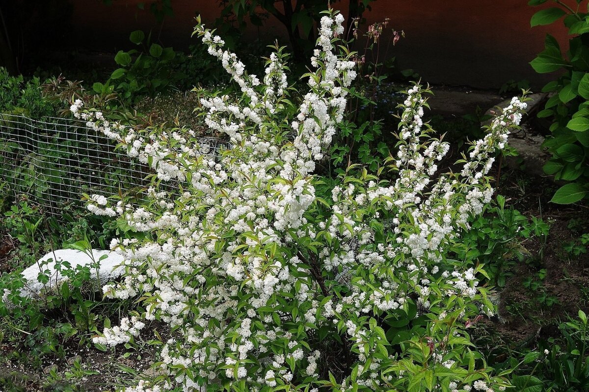 Чубушник - Рита Симонова Чубушник - Рита Симонова