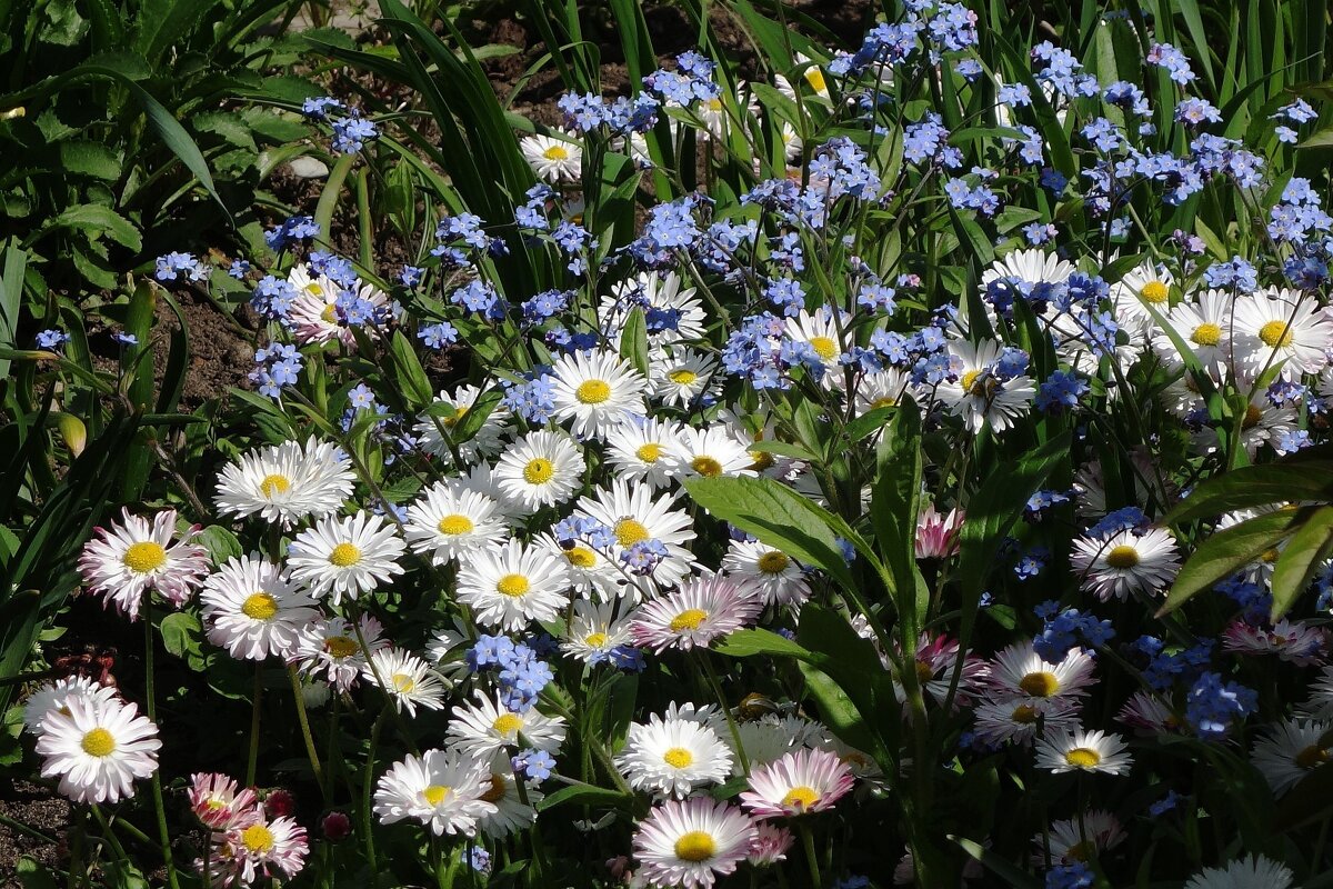 Маргапитки и незабудки - Рита Симонова Маргапитки и незабудки - Рита Симонова