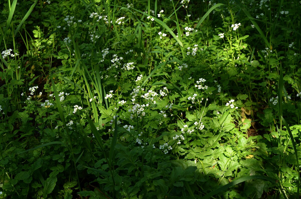 Сердечник луговой - Oleg4618 Шутченко Сердечник луговой - Oleg4618 Шутченко