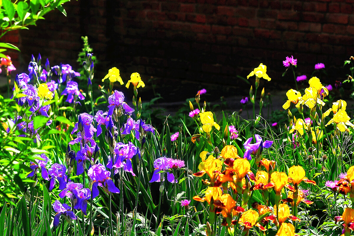Разноцветье - Юрий Гайворонскiий