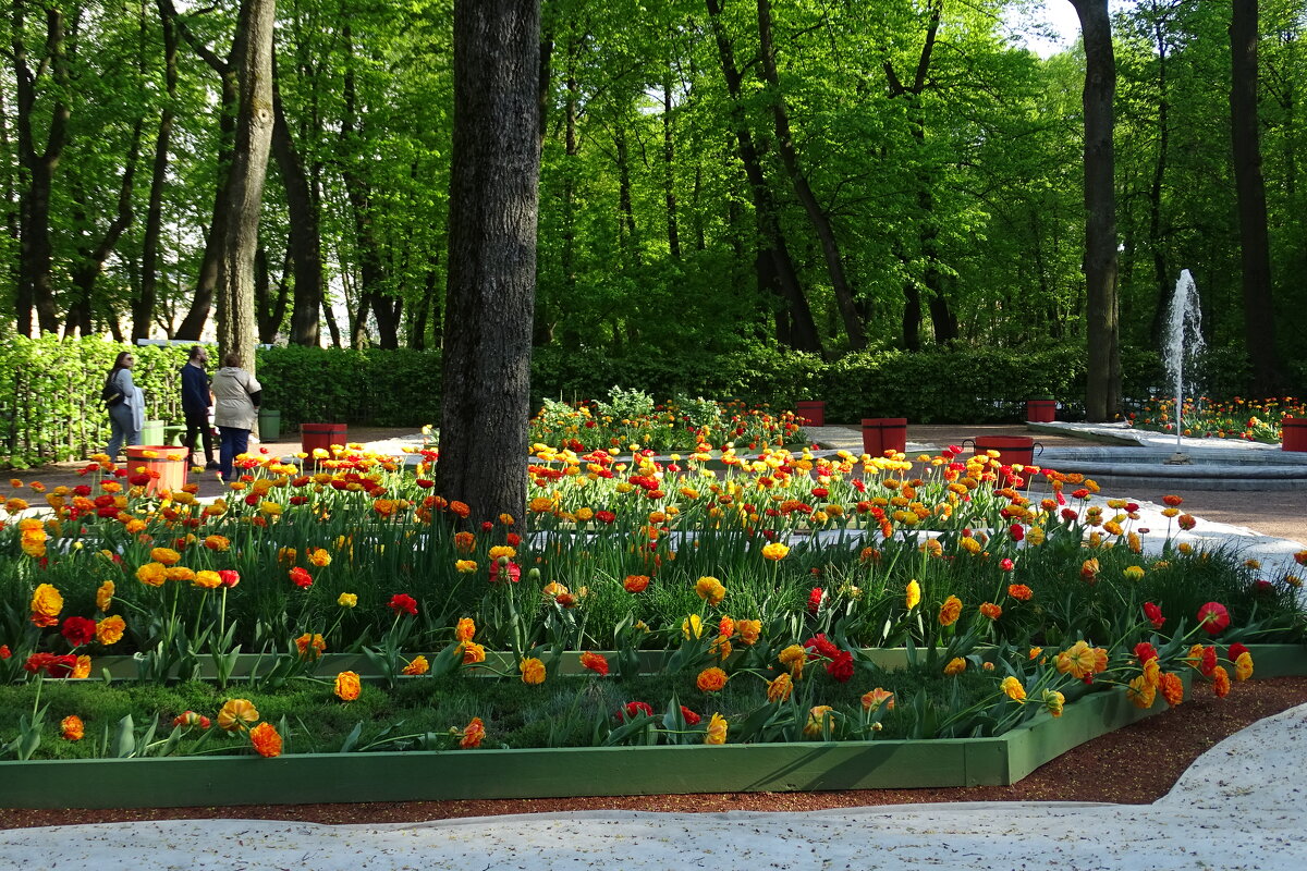 цветение тюльпанов - Anna-Sabina Anna-Sabina цветение тюльпанов - Anna-Sabina Anna-Sabina