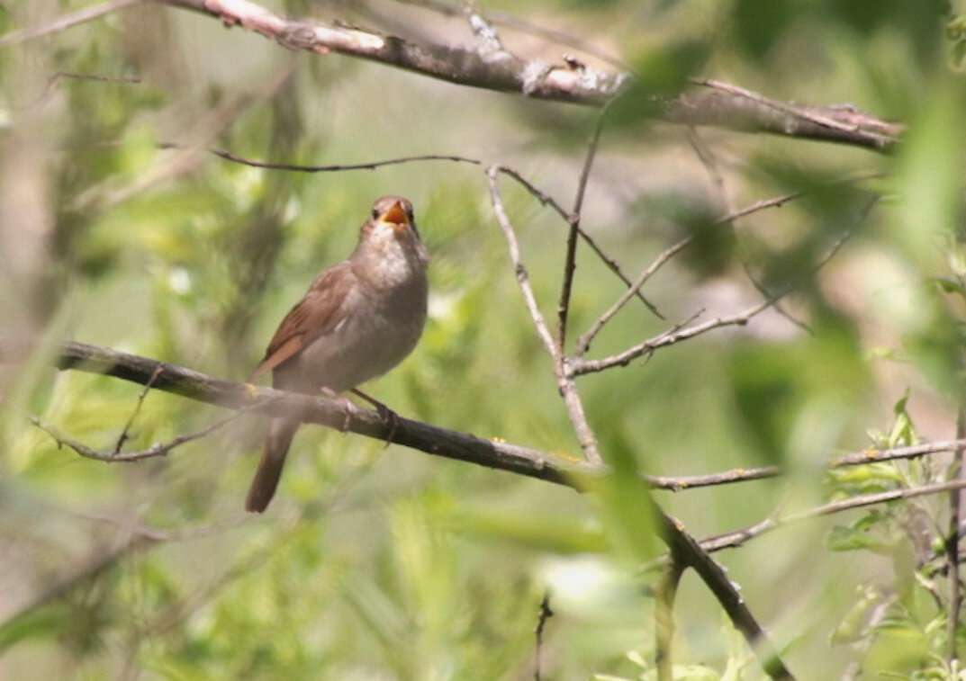 Птица певчая. - Вячеслав. Синицын Птица певчая. - Вячеслав. Синицын