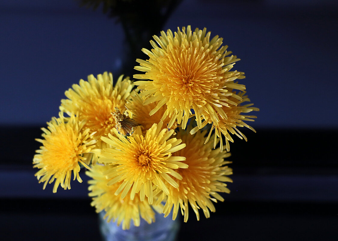 Солнышко в доме - Светлана Солнышко в доме - Светлана