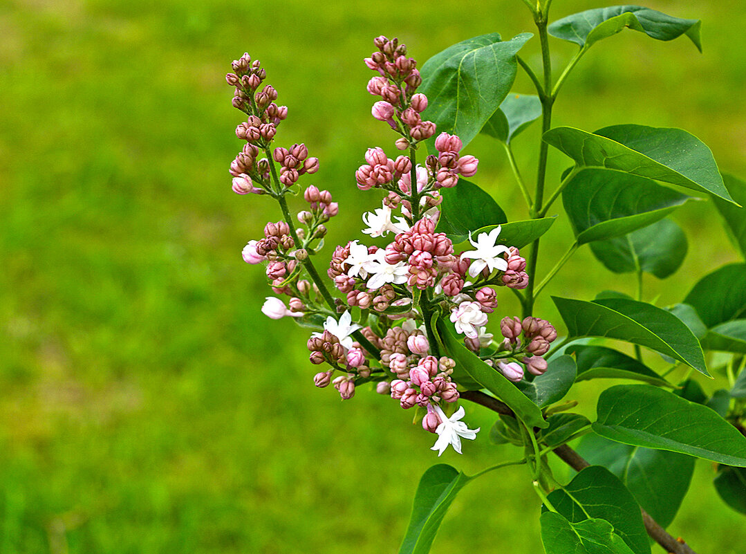 Начало цветения (сирень Огни Москвы) - Светлана Начало цветения (сирень Огни Москвы) - Светлана