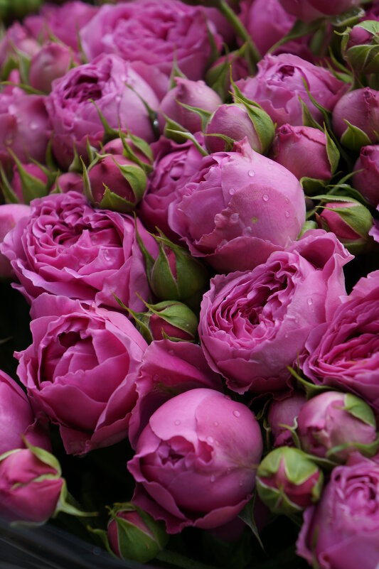 Роз много не бывает..... - Алёна Савина Роз много не бывает..... - Алёна Савина