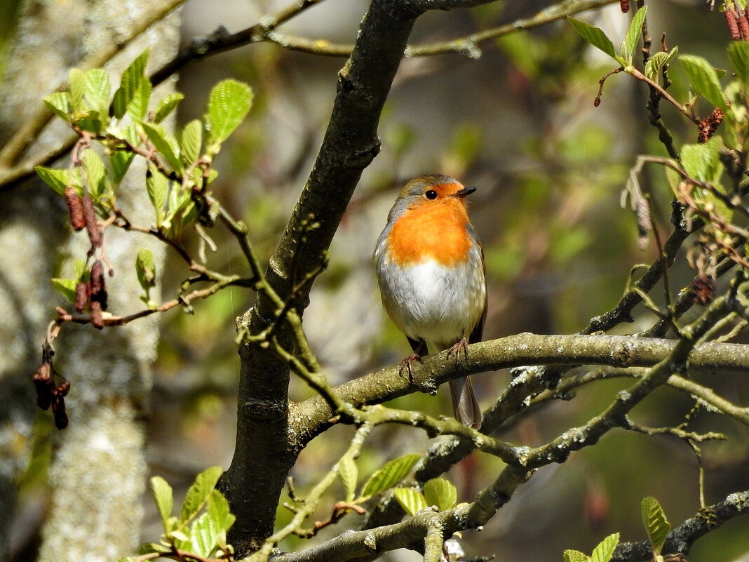 зарянка - ИННА ПОРОХОВА зарянка - ИННА ПОРОХОВА