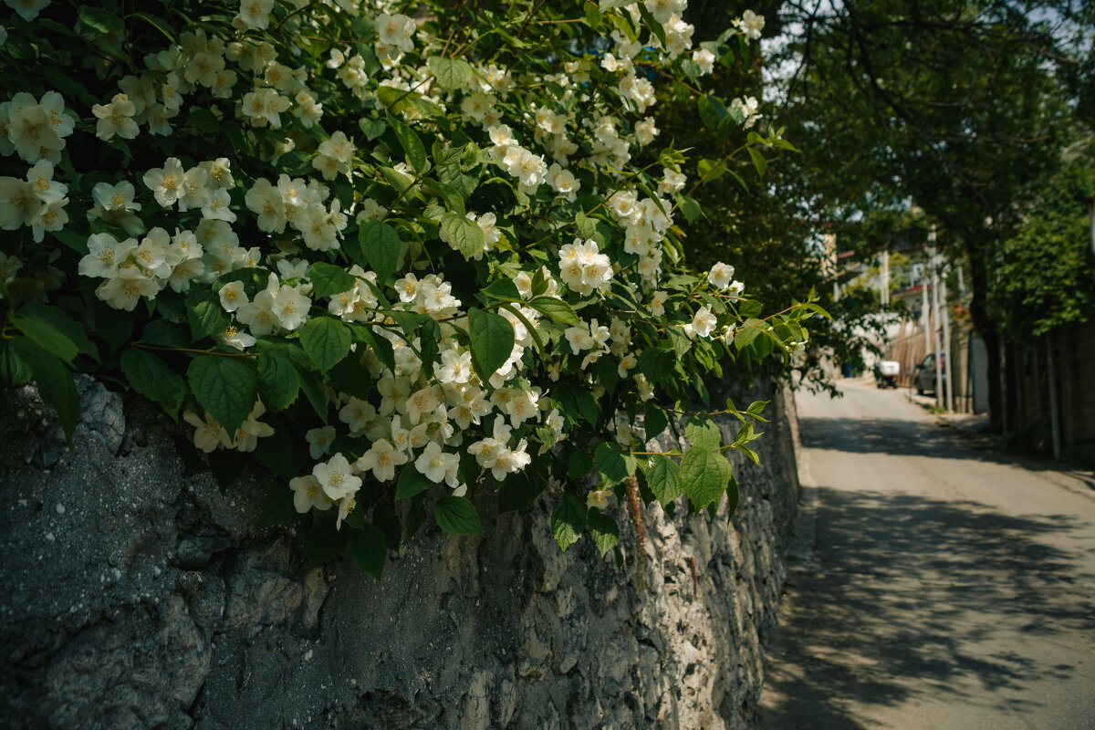 Крым. Гурзуф. Май 2025 - Вячеслав Владимирович Крым. Гурзуф. Май 2025 - Вячеслав Владимирович