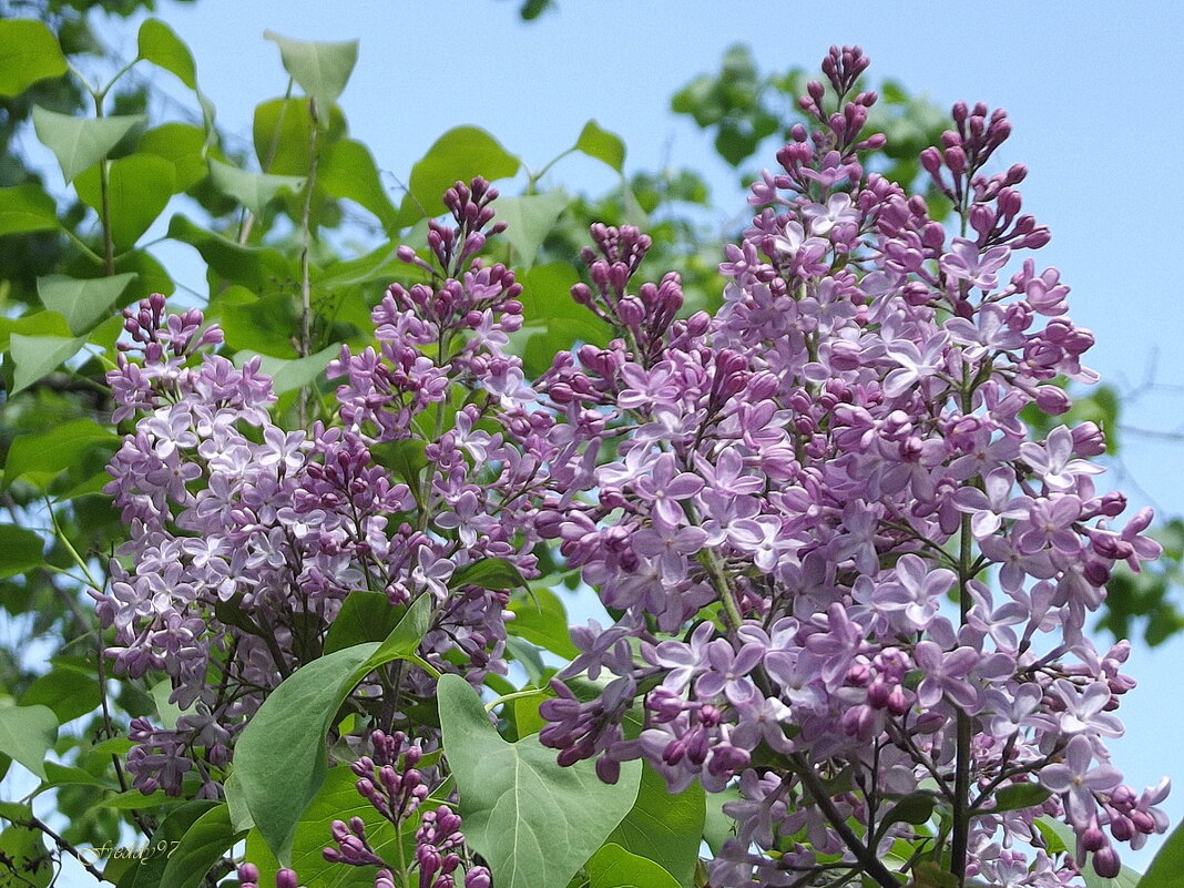 Сирень - Freddy 97 Сирень - Freddy 97