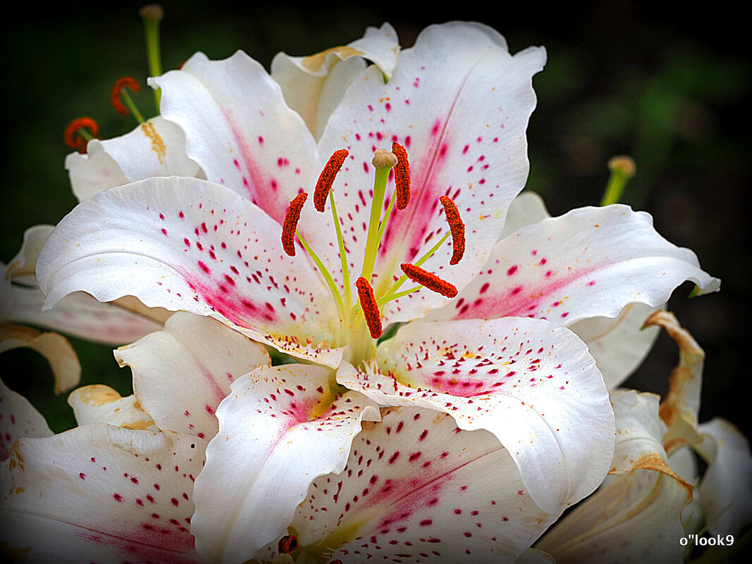 он на радость нам даны - Олег Лукьянов он на радость нам даны - Олег Лукьянов