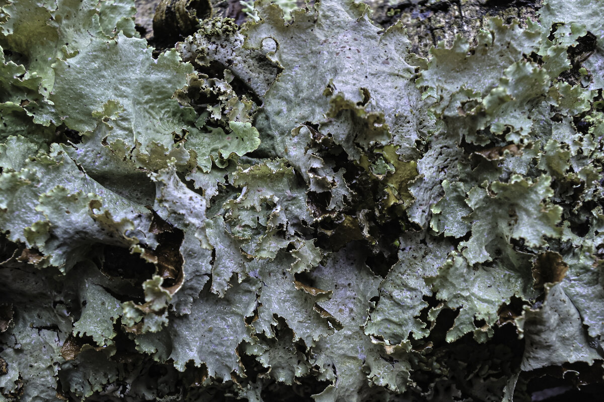 мох - Vlad Krrr мох - Vlad Krrr