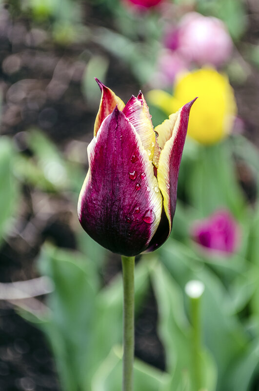 Красава - Андрей Щетинин Красава - Андрей Щетинин