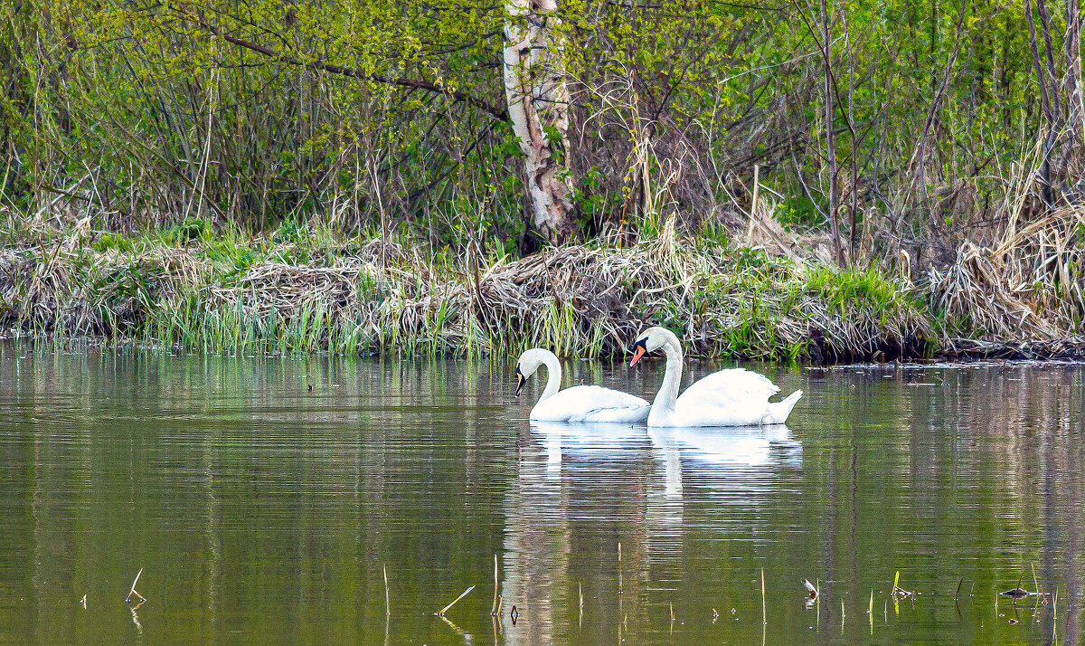 Лебеди-шипуны. - Yuri Chudnovetz