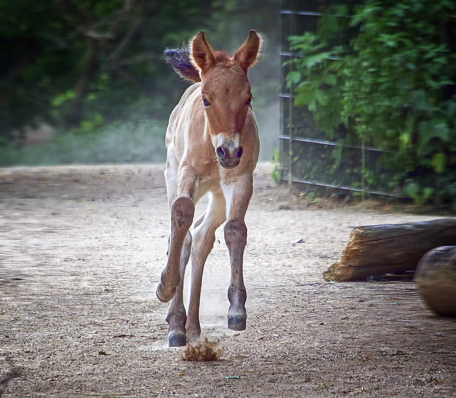 Жеребенок - Андроник Александр 