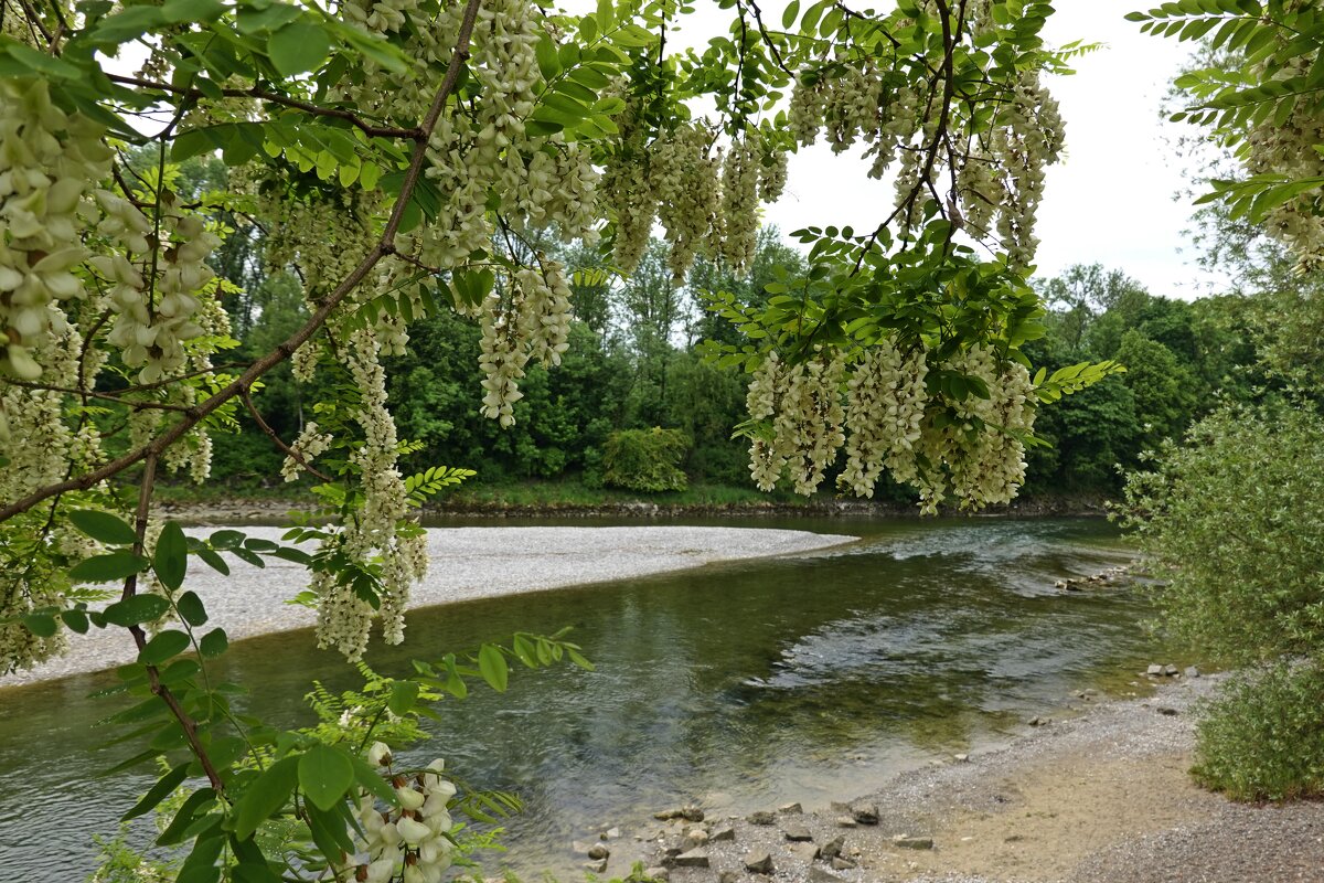 "Цветёт акация, цены себе не зная, В своём непогрешимом естестве..." - Галина 