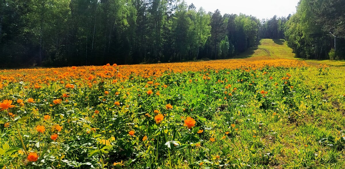 Поле жарков - Алексей Ильичёв