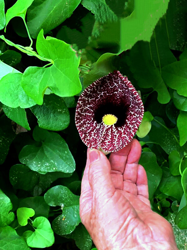 КИРКАЗОН - Анатолий Малобродский