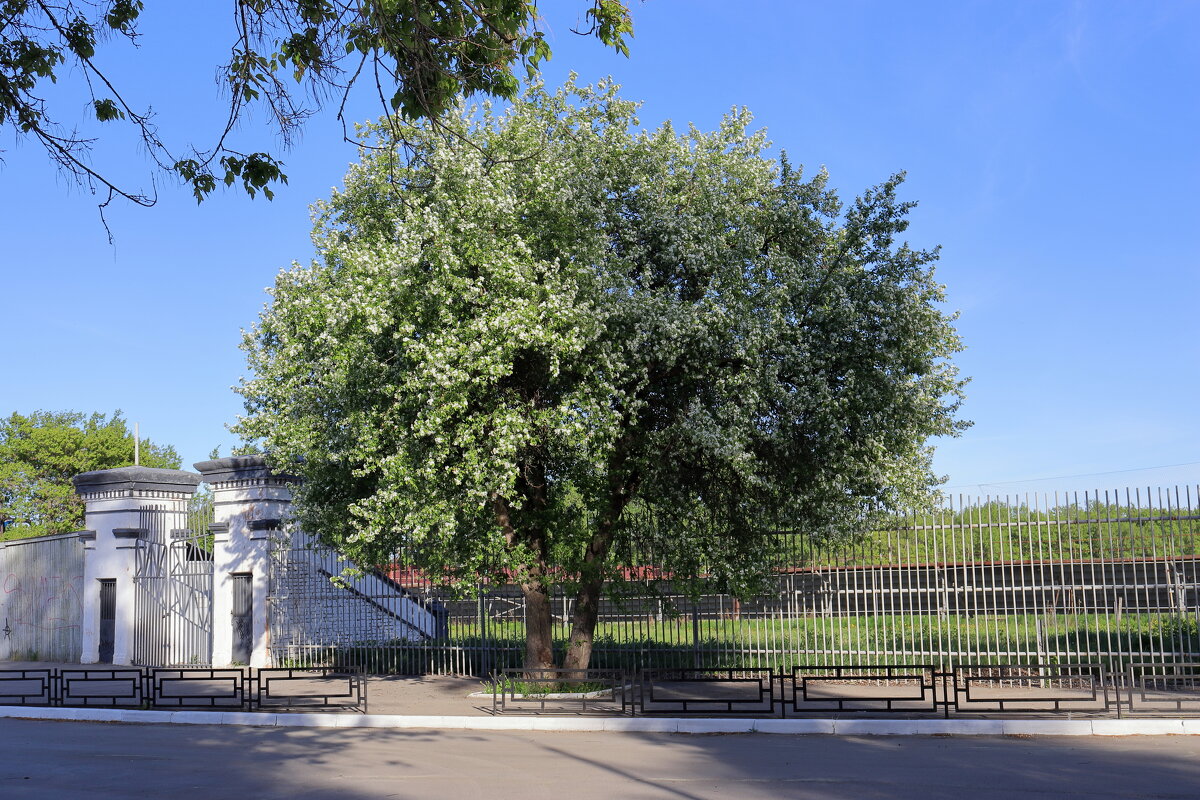 *** - Александр Николаев