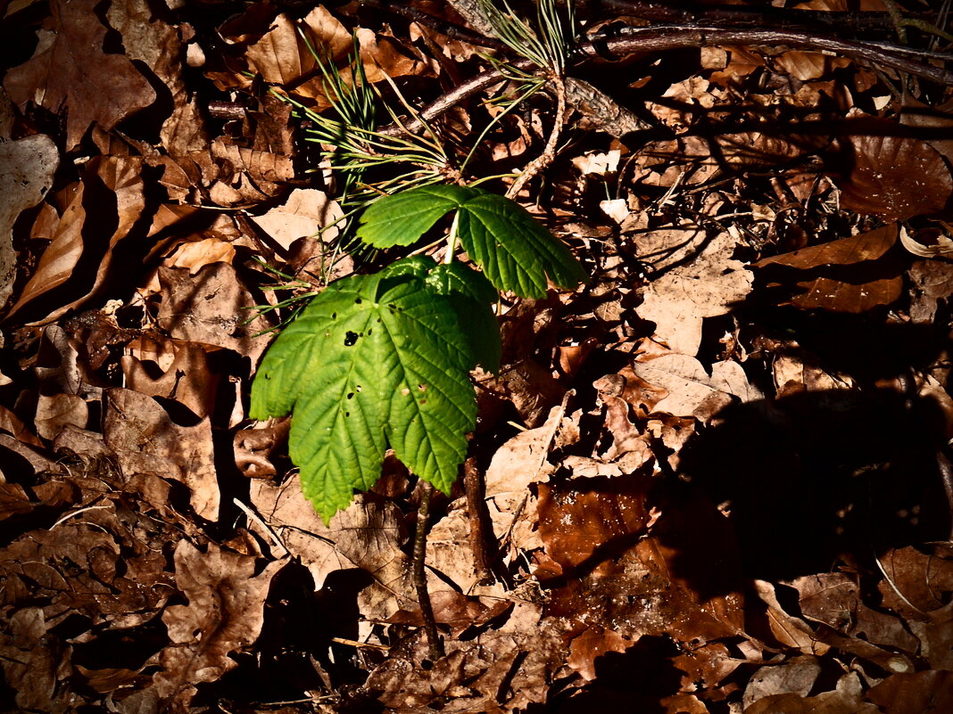 Весенние зарисовки 152 - Алексей Кузнецов