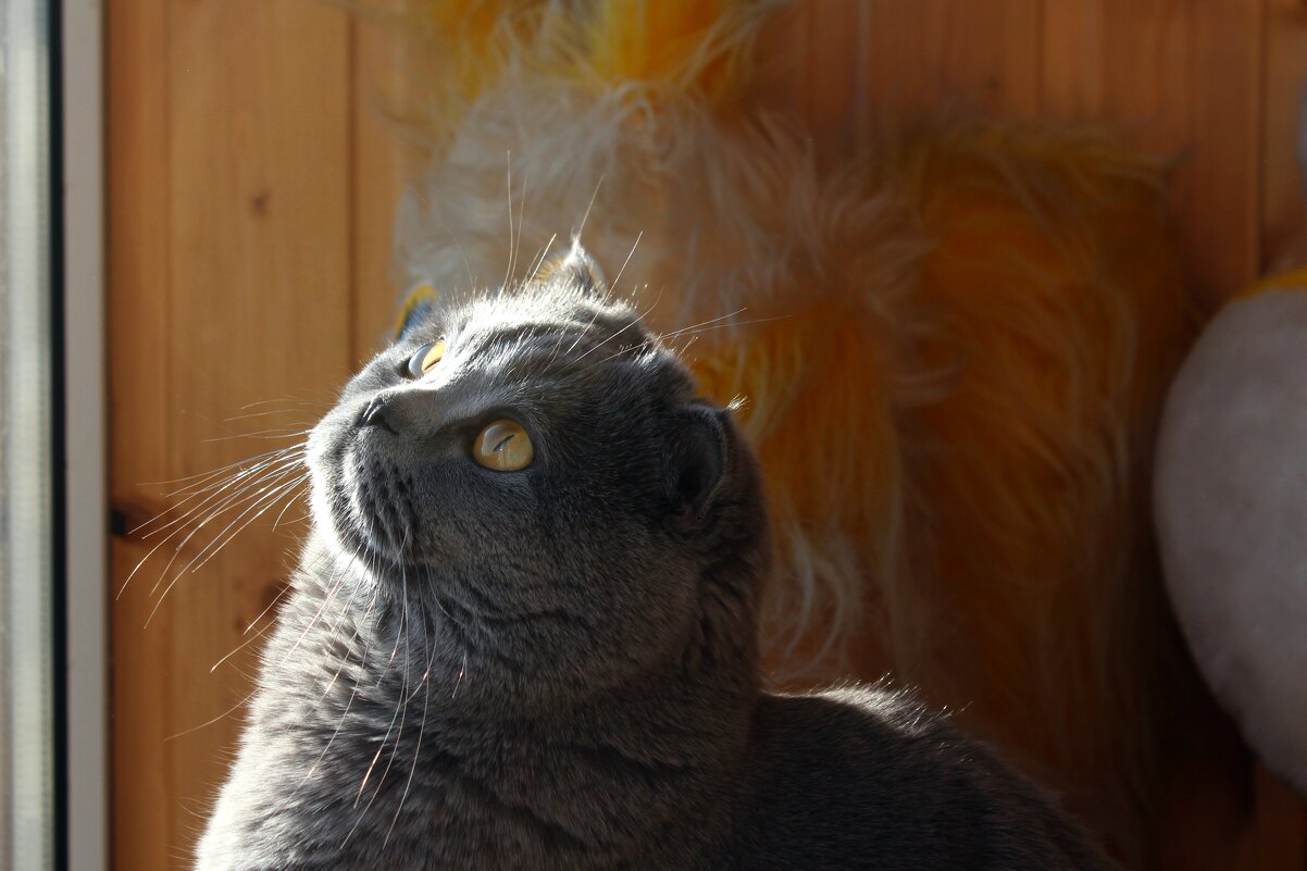 Катюша мечтает - Марсель Валеев