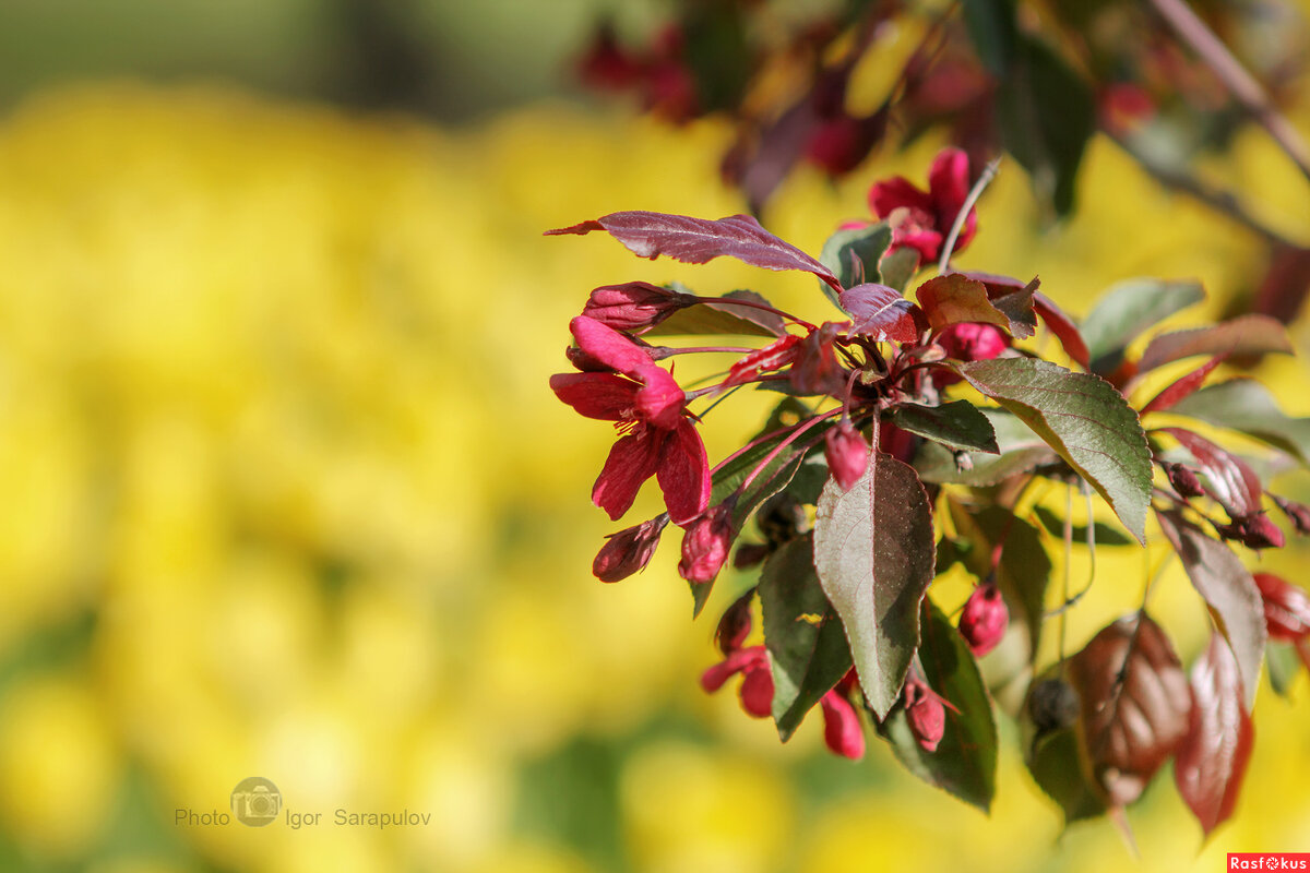 Весенние фотообои - Игорь Сарапулов