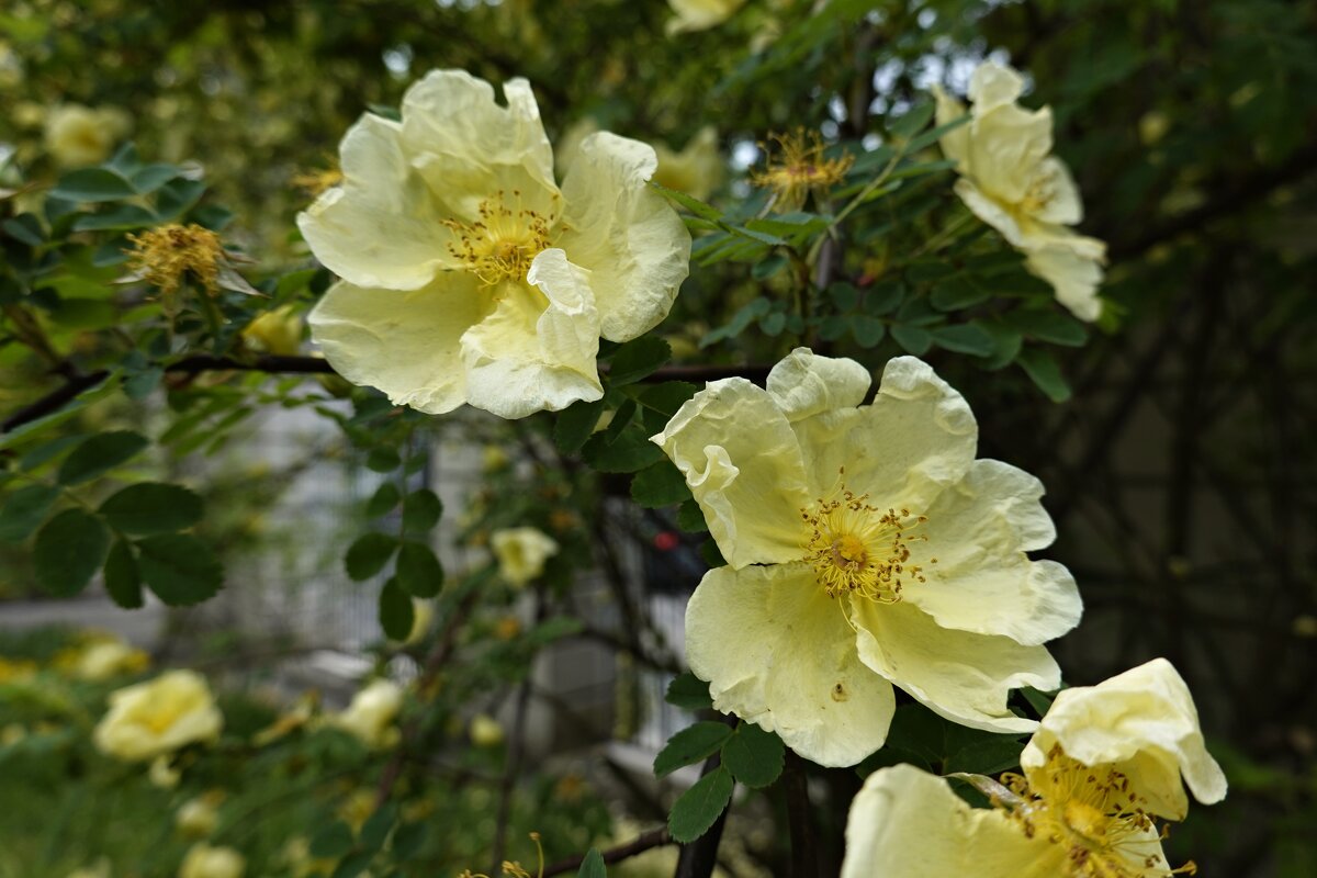 Желтый шиповник томно ветви свои склоняет, Пряным своим ароматом чей-то тревожит сон..."... - Галина 
