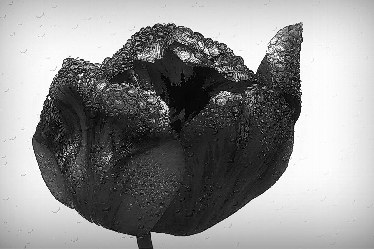 Он же в Ч.Б. варианте... - Владимир Шошин Он же в Ч.Б. варианте... - Владимир Шошин