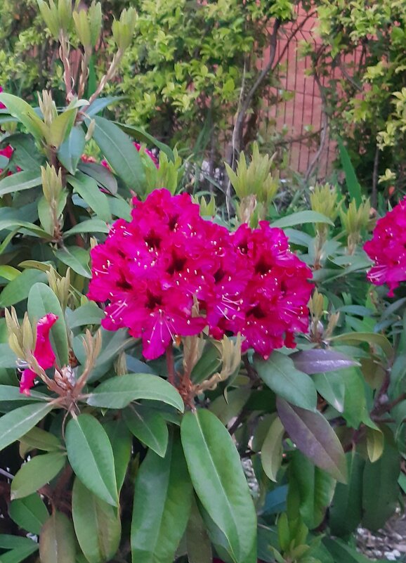 РОДОДЕНДРОН - Tata Wolf