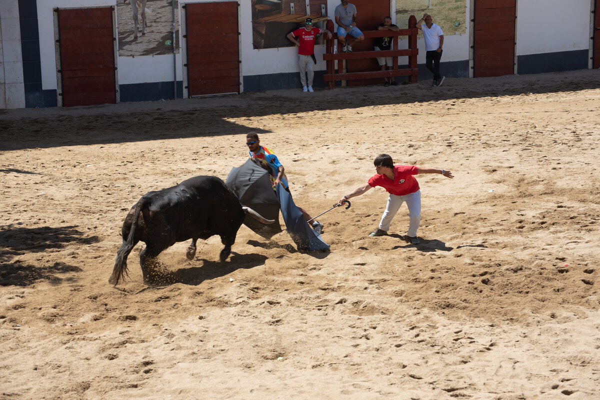 Игры с быком на свежем воздухе - azambuja Игры с быком на свежем воздухе - azambuja