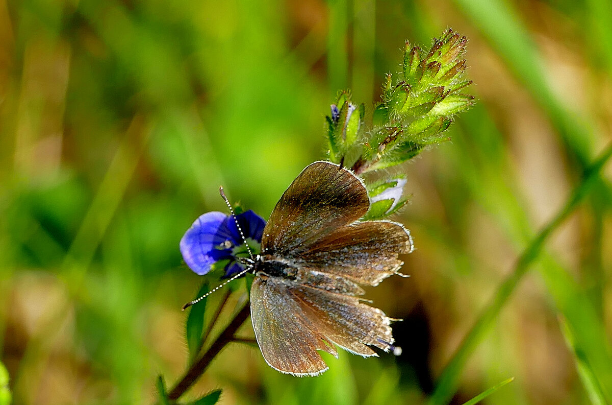 бабочки конца мая 3 - Александр Прокудин бабочки конца мая 3 - Александр Прокудин