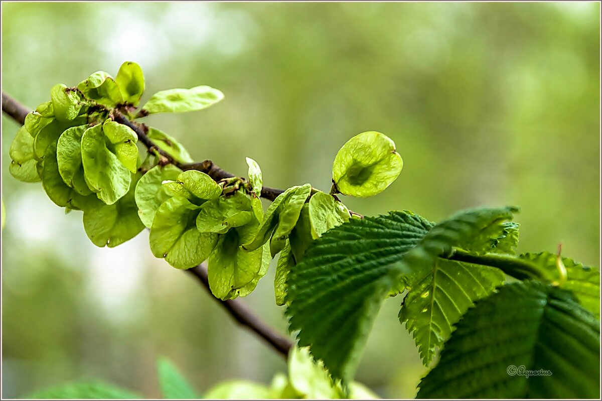 Вяз гладкий - Aquarius - Сергей
