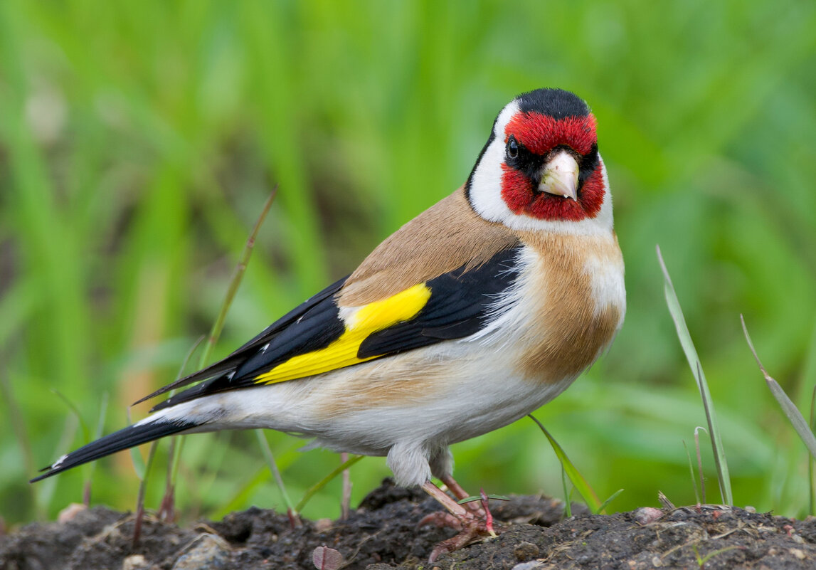 Щегол - Виктория Щегол - Виктория
