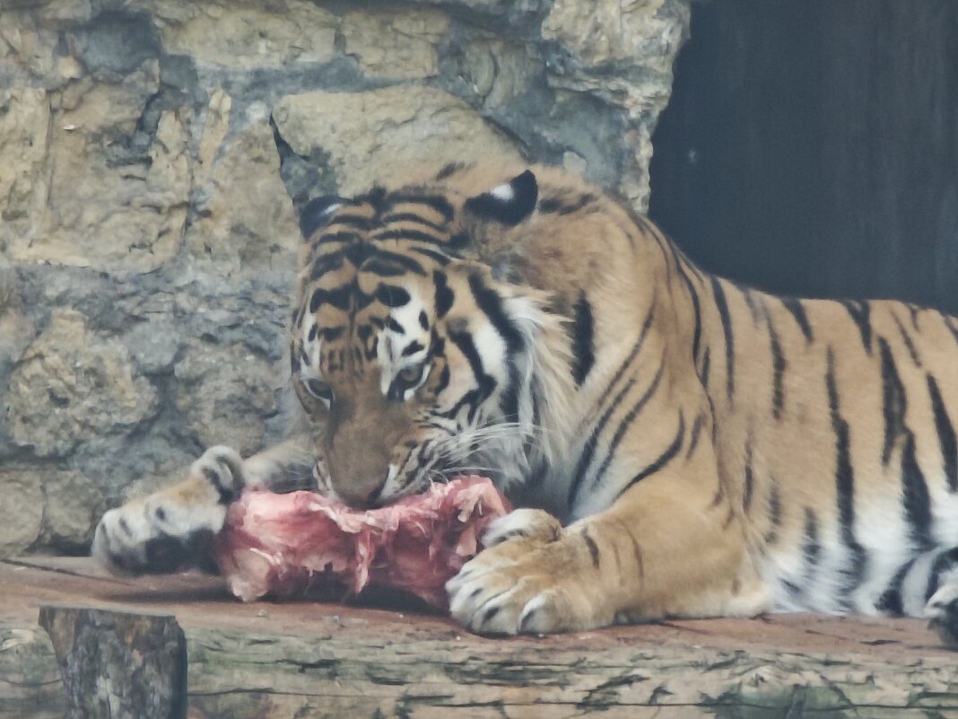 Амурский тигр - <<< Наташа >>> Амурский тигр - <<< Наташа >>>