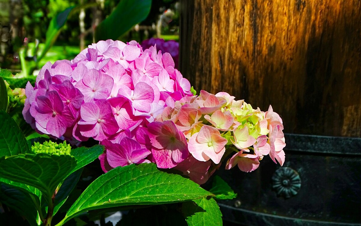 Гортензии в городском саду - Милешкин Владимир Алексеевич Гортензии в городском саду - Милешкин Владимир Алексеевич